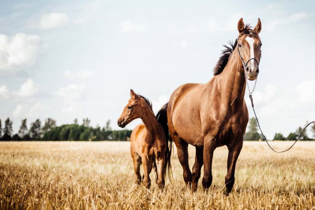 Cultivating Growth in Yorkshire: Feel Design, Your Rural Business Website & Branding Specialist Dominate Online in the Agricultural & Equine Sectors